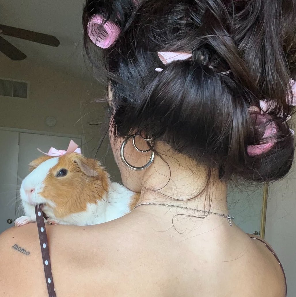 dailyguineapig's tweet photo. I want to become a real girl! No more carrots! https://t.co/S446QPN0Zw