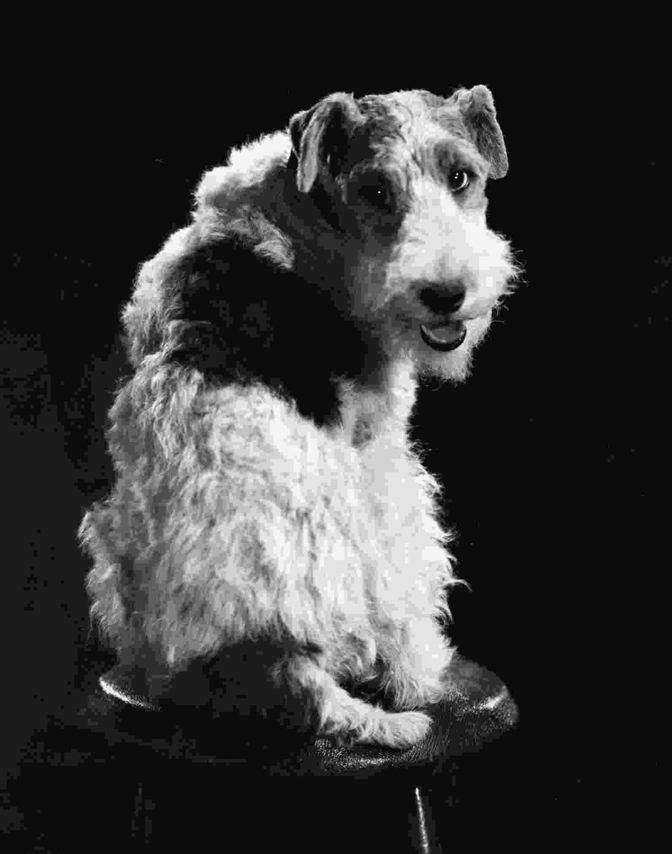 ColdMud's tweet photo. @JonahDispatch @ejtauri Asta! From The Thin Man. https://t.co/em3XBO2cjx