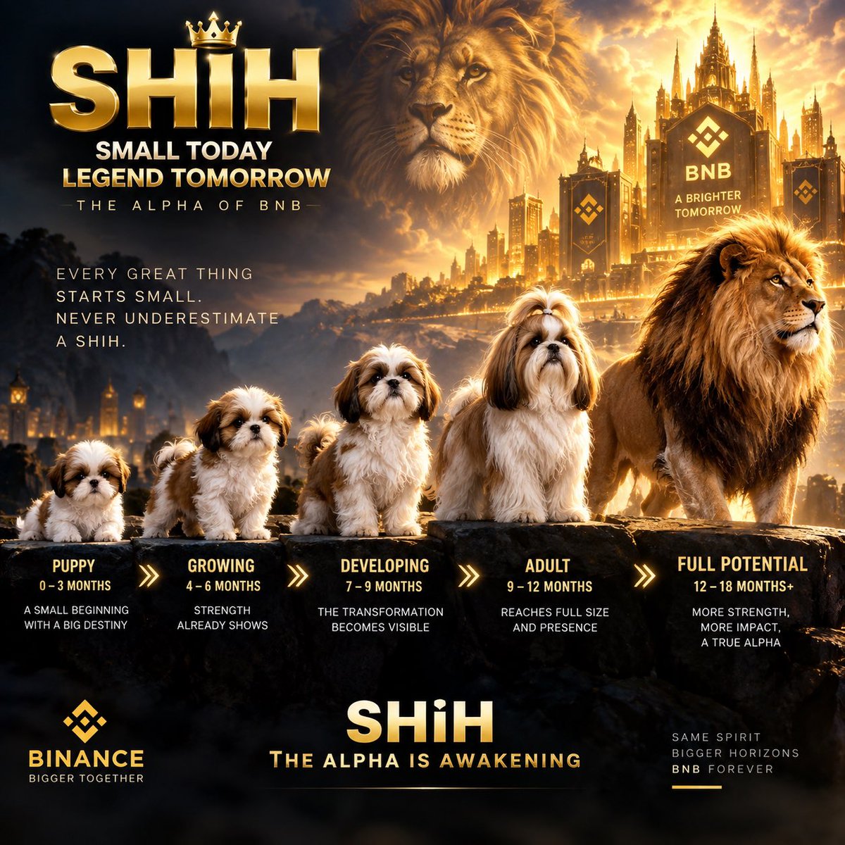 ShihBSC's tweet photo. A SHiH doesn’t become a legend overnight. 🐶⚡

Just like a Shih Tzu, the journey starts small.

At 6 months, the strength is already there.
At 9–12 months, the transformation becomes visible.
And as it matures, the little dog becomes something much bigger than anyone expected.

SHiH is still growing.
Still building.
Still awakening. 🦁

Never underestimate the small dog.

Because one day, everyone will see the lion inside. 👑

SHiH — The Alpha is awakening.
#BNB