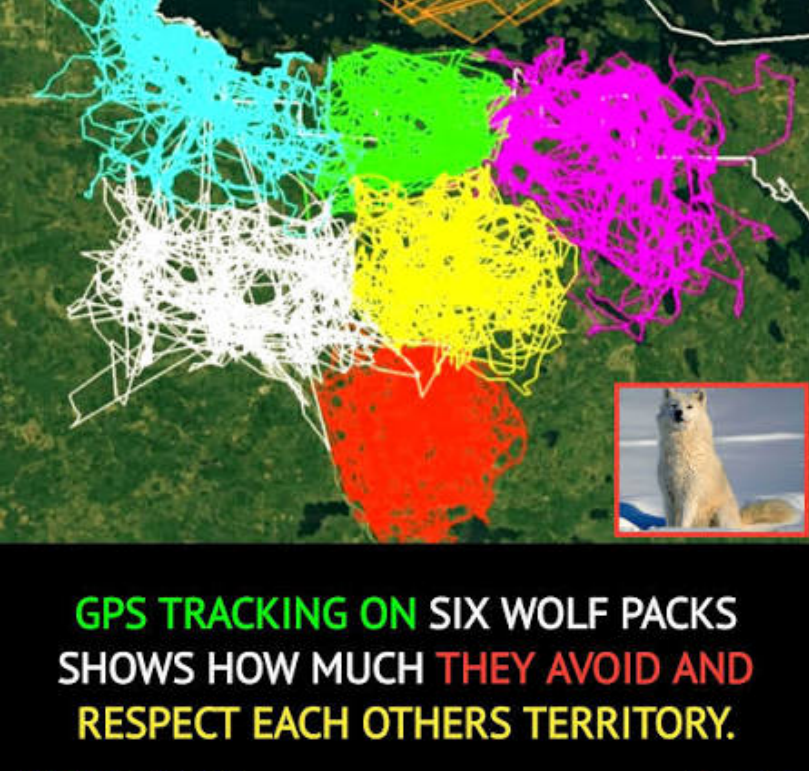 ShitpostRock's tweet photo. ''Borders are artificial constructs created by states to control people''

Meanwhile wolves: https://t.co/aQxqGYS8M0