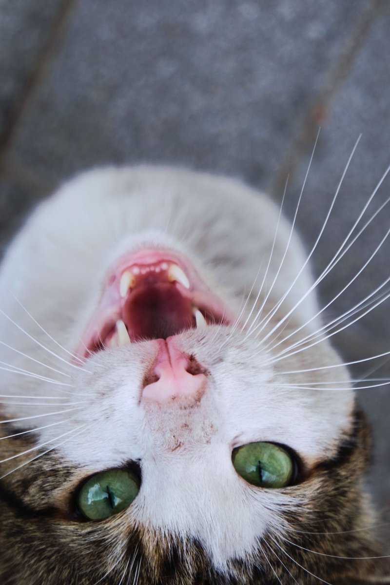 Ayoubidl's tweet photo. #Cats #CuteCats #CatLovers #CatsOfX #CatCuddle #AdorableCats #CatLife https://t.co/w0A7qlxAHB