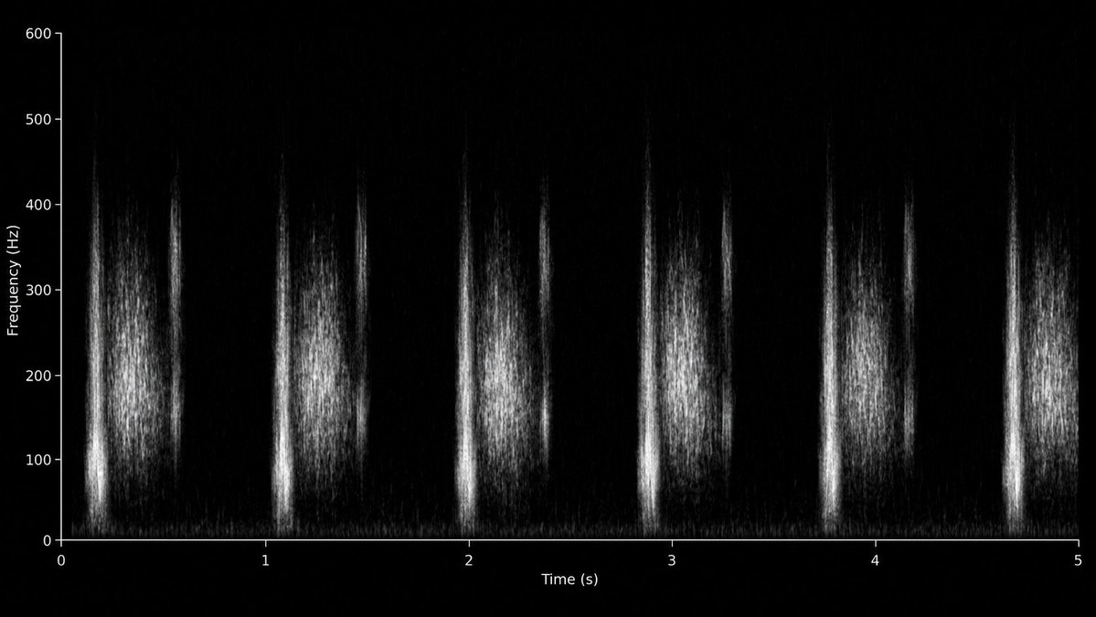 pridgenmd's tweet photo. Can @OpenAI Images 2.5 create heart sounds?

Step 1: GPT-6 Pro + image gen: "create a spectrogram of aortic stenosis"

Step 2: New GPT-6 chat: "here's a PNG. output the audio represented here." 

It’s not perfect, but pretty impressive for prompt -> PNG -> audio. https://t.co/K9dRYhpViv