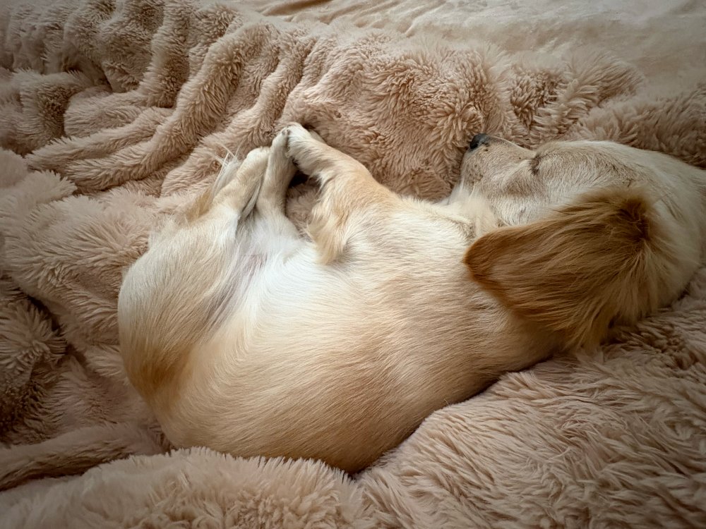 MarceloPuzay's tweet photo. My sleepy pup curled up on the couch next to me—no work stress, just warm paws and soft snuggles. https://t.co/NFY6VSkeS6