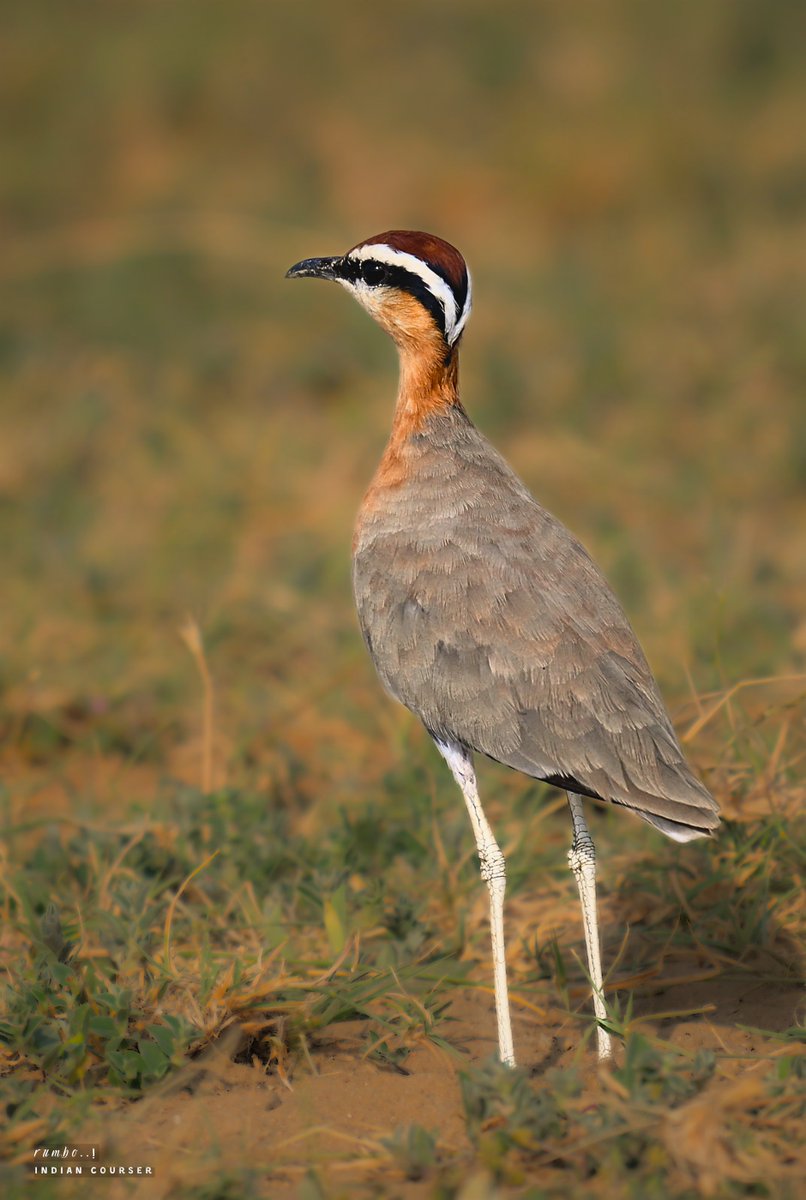 rrRumbo's tweet photo. Funky Haircut

Indian Courser

#NotMadeWithAI
#loadin4K
@Team_eBird @IndiAves @Theme_pic_India @BNHSIndia @BirdWatchDaily @WildlifeMag @Natures_Voice @wildlifeInd @bbcwildlifemag @NatGeoIndia @ThePhotoHour @NikonIndia @indian_pitta @AudubonSociety @NatGeo @birdsoftheworld @passivelyactive @NatureIn_Focus @WeNaturalists @WM_POTD @pnkjshm @moefcc 
 
 #BirdsSeenIn2026 #BirdTwitter #IndiAves  #Birb #ThePhotoHour #birds #birding #Nikon  #FeatheredFriends #IndianBirds #BirdsOfIndia #Birds_Captures #WildlifePhotography #BirdPhotography #ThePhotoHour #BBCWildlifePOTD #BirdTwitter #FeatheredFriends #BirdsOfIndia #IndianBirds #WildIndia #BirdingIndia #NatureInIndia
