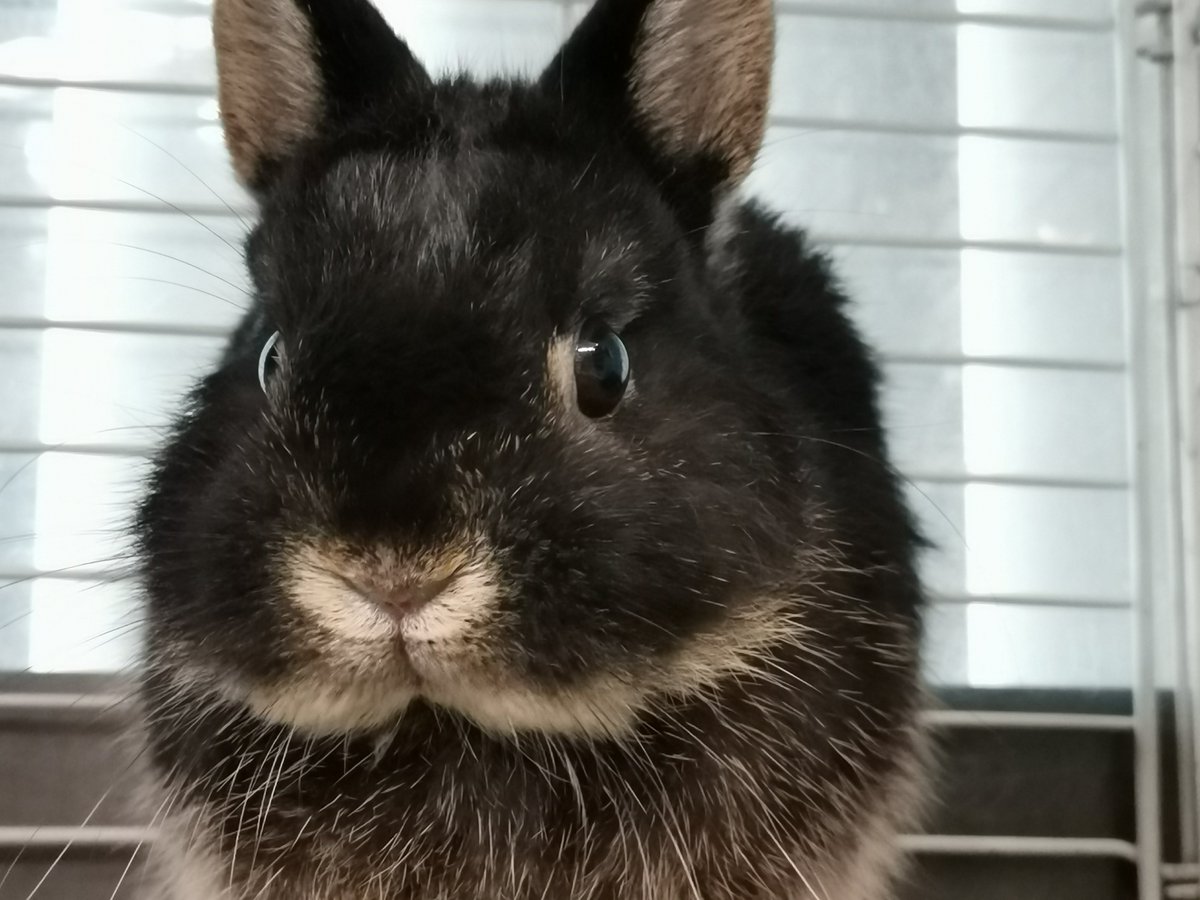 LoveRabbit1118's tweet photo. 本日定休日です

#うさぎ
#loverabbit https://t.co/s8Ui0GZnsd