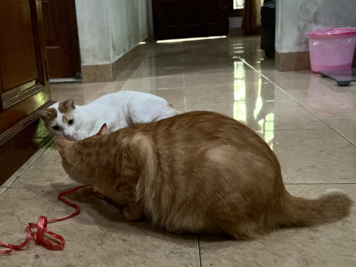 gemuygemay's tweet photo. hal yang paling dikangenin yaitu duo gundut 🥹 https://t.co/Q30HaerIEb