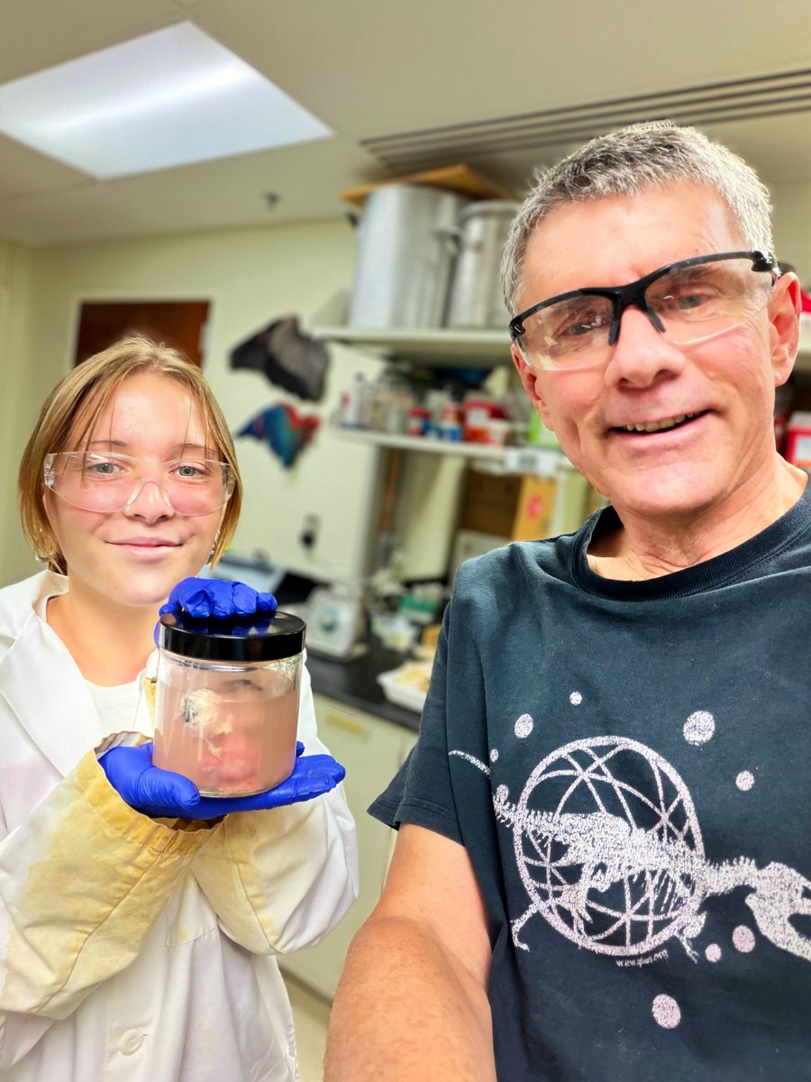 WitmerLab's tweet photo. Success! Today, @OhioU senior Casey Funk &amp; I extracted the brain from an albatross carcass for her project comparing real brains w/ digital endocasts. We extracted the brain with optic nerves &amp; eyeballs still attached, which took some doing! More to see once it's formalin-fixed. https://t.co/ZuQwa0LVMe