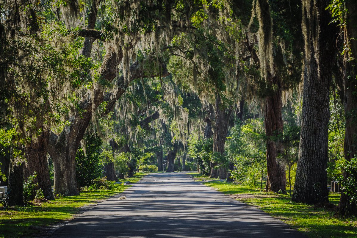 User201601's tweet photo. Bonaventure Cemetery. Savannah, GA. 2012. Back in the olden days, fellas used to stuff/make their mattresses with Spanish moss…and then, bug bites followed (chiggers in the Spanish moss if ya get it off the ground). :-) 

#Bonaventure #Cemetery #Savannah #georgia https://t.co/RRFPzzI31B