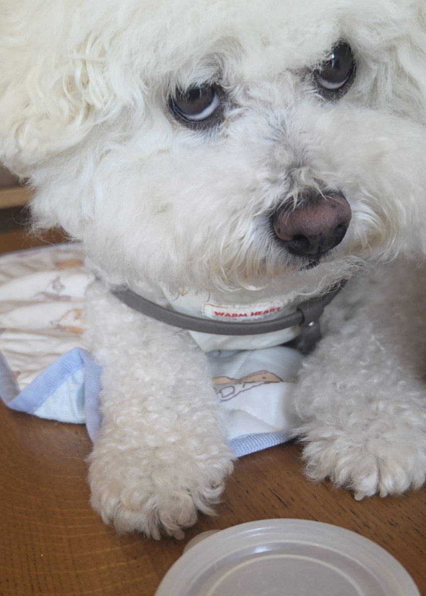 moffinote2017's tweet photo. おやつ、もうないない🙅‍♀️だよ。
と伝えたとき。不満なるとするお顔。
犬の白目じろりんちょ👀大好き😂
犬は表情筋がないらしいけど、、喜怒哀楽めっちゃわかるよ。 https://t.co/dDyLpMljIr