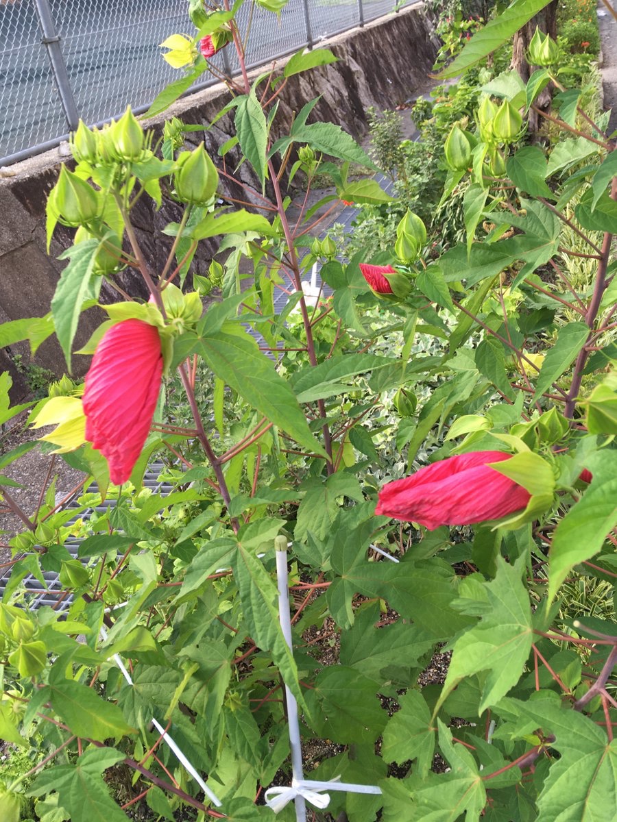 bunsekiog3's tweet photo. 9/9（水）
枚方市は☔️雨  のち  ☁️くもり  26℃  予報
現在の気温23℃、湿度89%

雨への警戒、まだまだ続きそうです
皆さんもご注意下さい🫡

今日の記念日は
「救急の日」🚑
「温泉の日」♨️
「手巻き寿司の日」🍣他

それでは、本日もご安全に⛑️
#イマソラ https://t.co/6JqkfKb3Yc