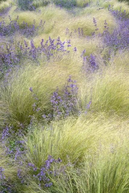 Craftsmangod's tweet photo. When grass joins the flowers… https://t.co/sjB3EiJNSP