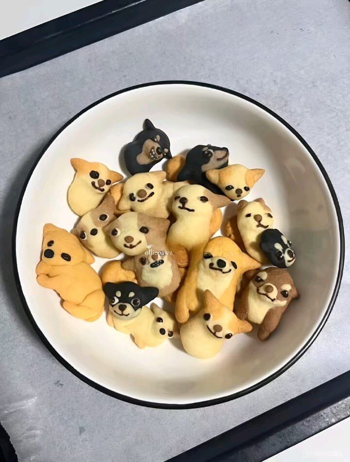 everythingdogss's tweet photo. https://t.co/wtFDYhfZwL