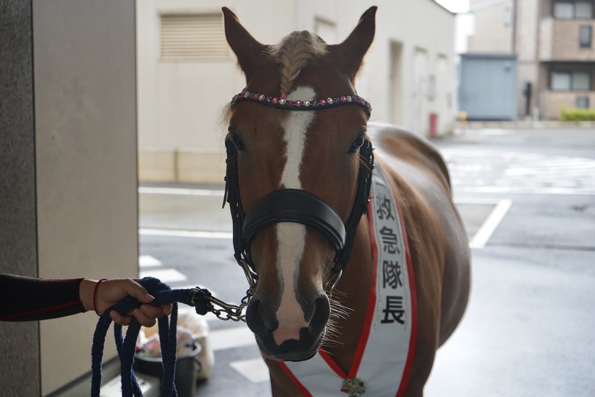 Kasamatsu_Town's tweet photo. 🐴🚑9月9日は「救急の日」

笠松町にある松波総合病院で、笠松けいばの誘導馬を務めるポニー・マカロン号と、そのお友だちのリッピーギャル号の任命式が行われました✨

マカロン号は「一日救急隊長」、リッピーギャル号は「一日救急病院長」に任命され、救急医療の大切さをPRしました！ https://t.co/Zu2f3J7VFR