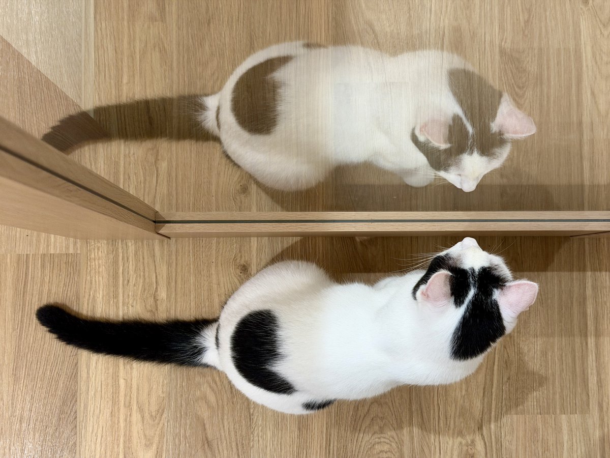 akihirocamera's tweet photo. #cat #catcafe #fullcat #cute #photo
#iPhone17promax https://t.co/HaO8WlzULj