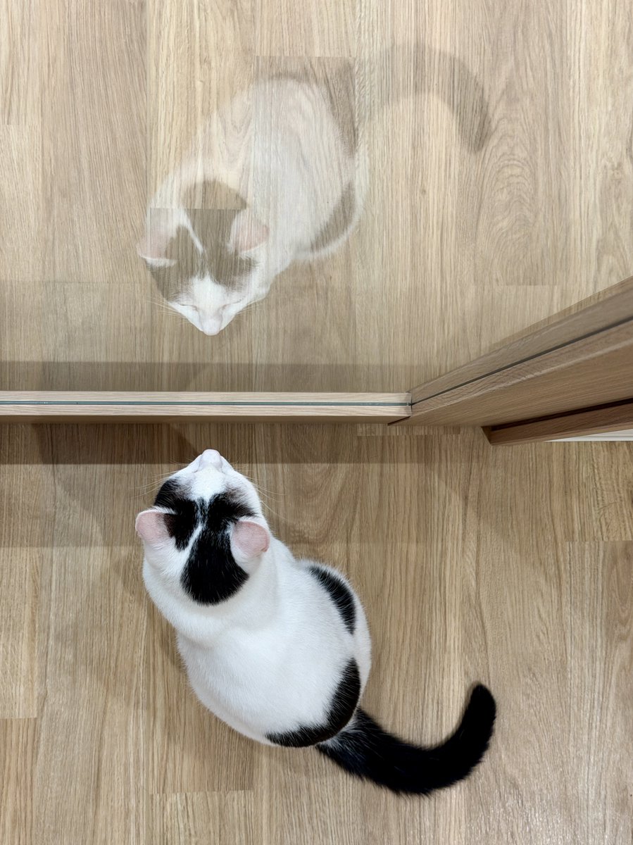 akihirocamera's tweet photo. #cat #catcafe #fullcat #cute #photo
#iPhone17promax https://t.co/HaO8WlzULj