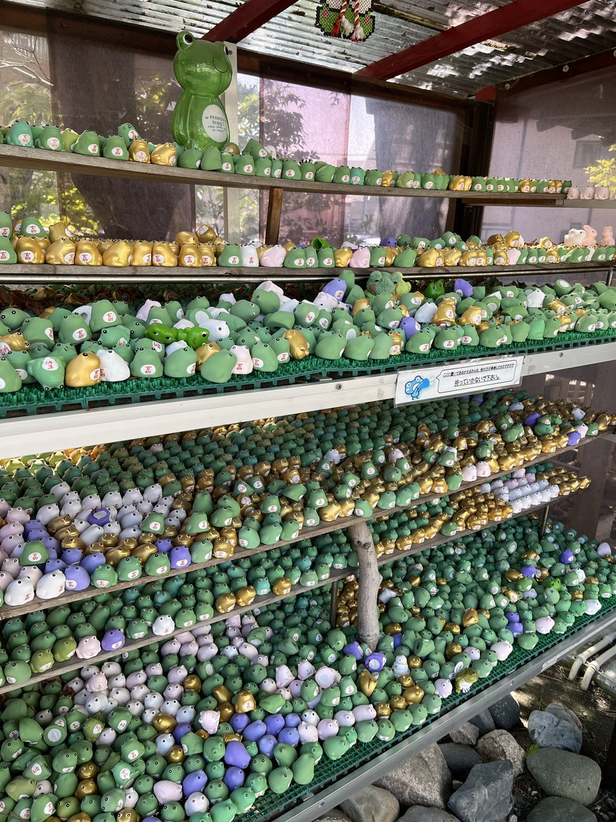 sansya3323's tweet photo. 通常のみどりのかえるみくじも今までどおり引けます

かえるみくじは、下から紐を引くとおみくじが出てきます。
引いた後のかえるさんは、お家へ置いていただくのもよいですし、かえるの奉納所へ納めていただいても結構です。
ご奉納頂いたかえるさんで大変賑やかです。
#三社神社 #かえるみくじ https://t.co/qyfhPeSX9v