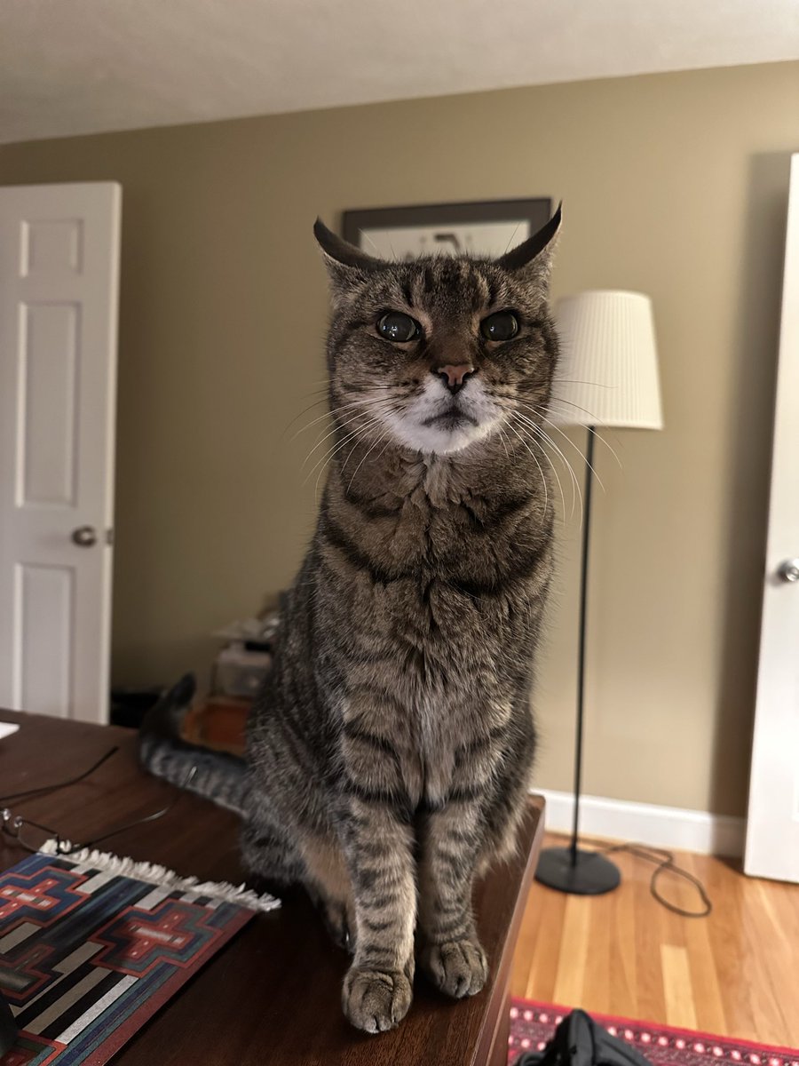 JonDMutch's tweet photo. @emlawcatmom Ziggy. Gone a few months, missing him a lot still. https://t.co/v2MfYMDdmz