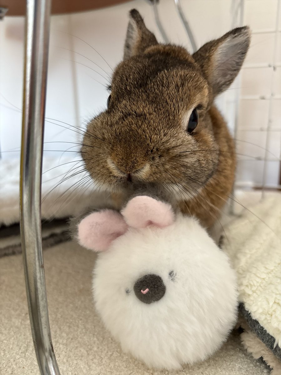 happykakao3's tweet photo. 今日もうさぎを捕らえる🐇 https://t.co/K2G3nzI8Nm