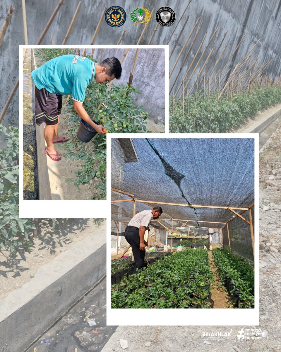 PosoRutan's tweet photo. Rutan Poso Panen Tomat Perdana, Dukung Kemandirian dan Produktivitas

Selengkapnya: https://t.co/GNQxcT6GSc

#RutanPoso #Kemenimipas #Pemasyarakatan #Pembinaan #Kemandirian https://t.co/Iw0Fi1Pylh