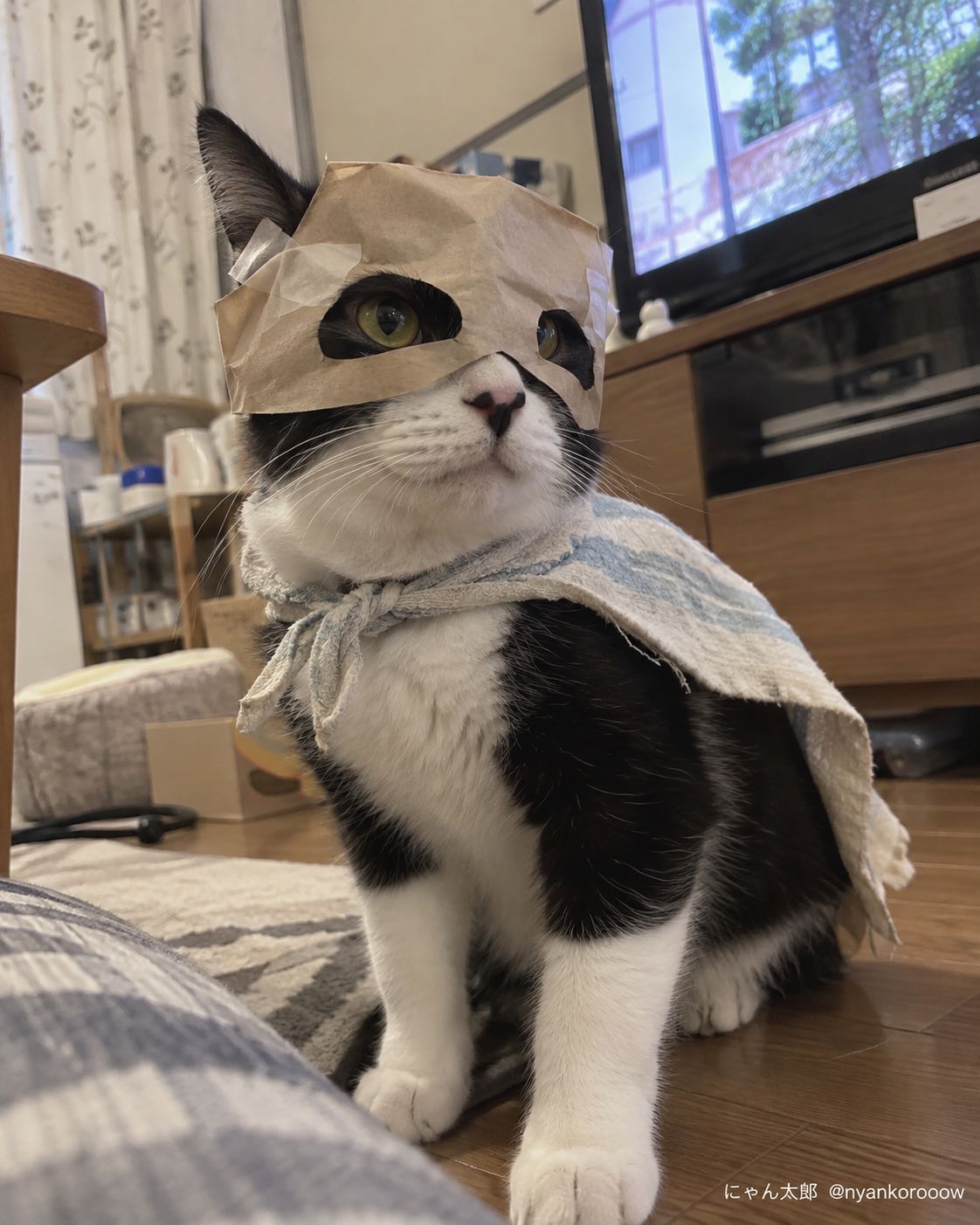 にゃんたろう にゃん太郎｜猫画像｜Funny Cats على X: 