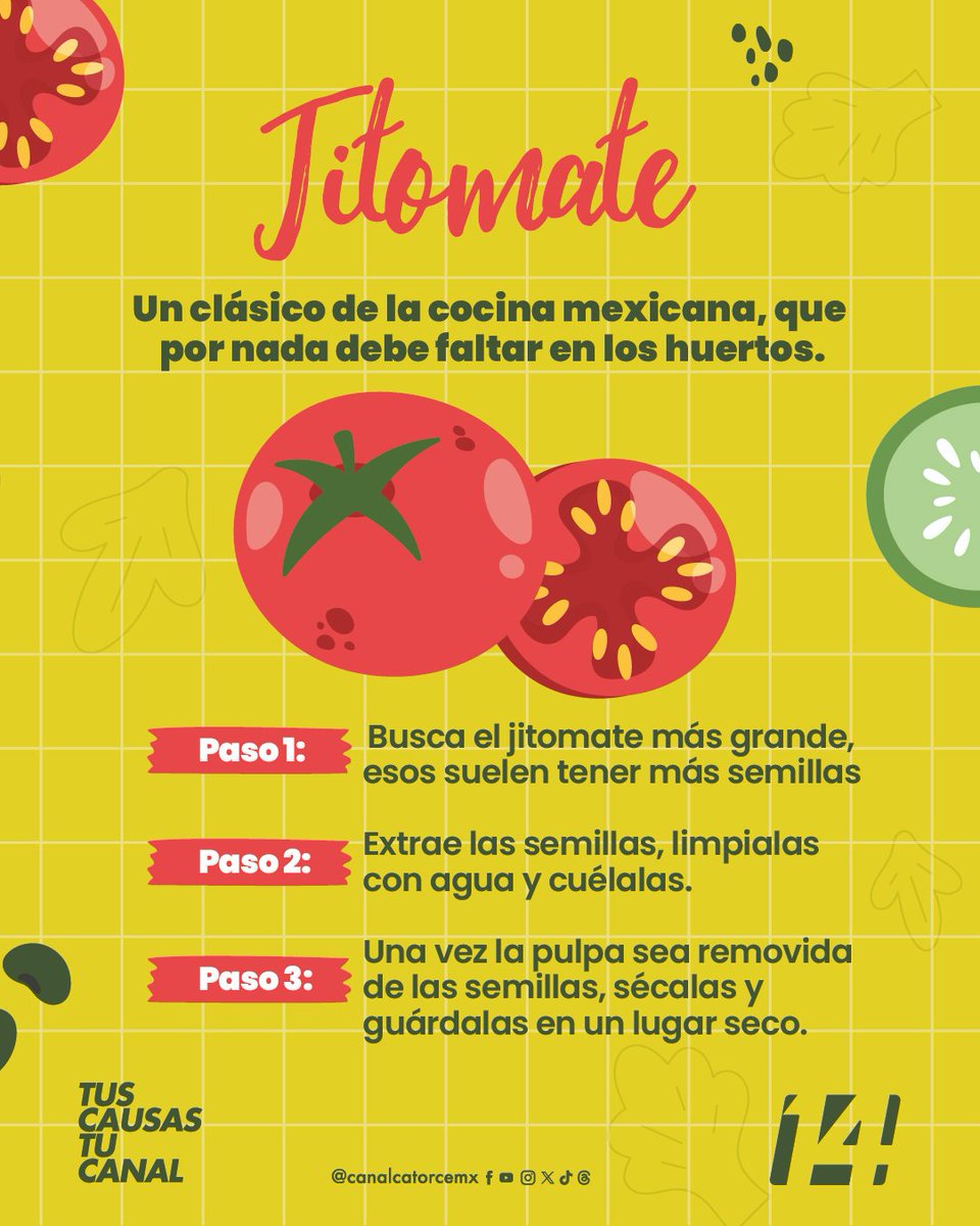 canalcatorcemx's tweet photo. Donde nace el alimento, que también nazca la curiosidad y la conciencia. 🌶️🌽

Cada 9 de septiembre se conmemora el Día Mundial de la Agricultura, que nos recuerda reconocer la labor de quienes trabajan la tierra y su importancia, siendo una actividad que sostiene nuestra alimentación, comunidades y buena parte de la economía del mundo.

Con tal motivo, aprendemos sobre la preservación y autonomía de los cultivos este día. 🍅🍉