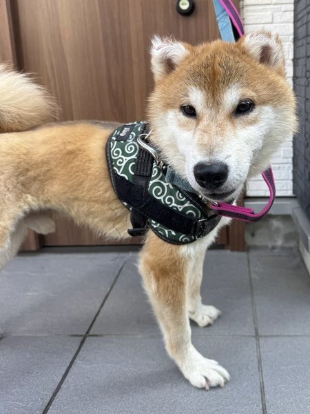 satoya_boshu's tweet photo. 熊ちゃんみたいな赤柴福太郎、明るい子です。
推定5歳8ヶ月
♂ 東京都

少しビビりながらも、明るさのある男の子ですぎ他のわんちゃんとは相性があります。
ごはんはわりとよく食べてくれます
痩せ気味なので、ただいま増量中！
皮膚の状態もあまり良くないため、シャンプーなどのケア中です。 https://t.co/zGH6ys0FRd