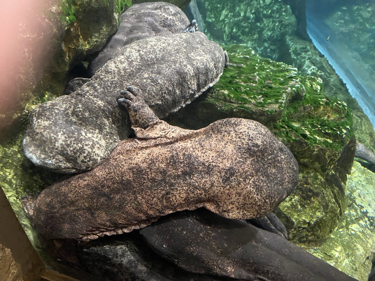snowey_Ku's tweet photo. 測定会があるので京都水族館にやって来た😆
#オオサンショウウオの日 https://t.co/gXWgrlIknH