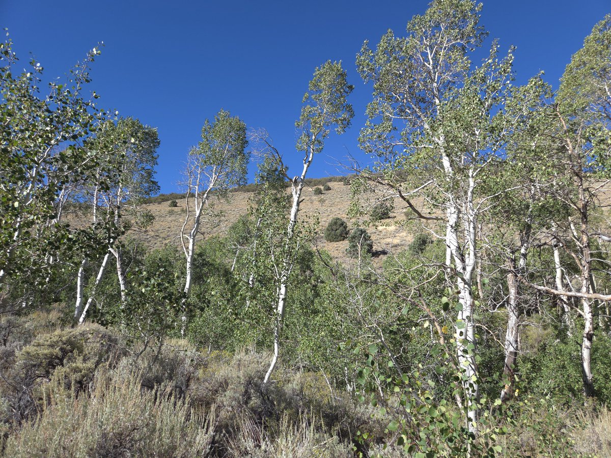 NevadaLiberty64's tweet photo. Finding a little water in the aspen shade — rose hips, sun on the slope, and that late-summer quiet that only the high country still has.
#Aspens #MountainLife #WesternLandscape #NaturePhotography #SagebrushCountry #HiddenSpring #HikingLife #WildPlaces #LateSummer #GetOutside https://t.co/j0bxdSk33J
