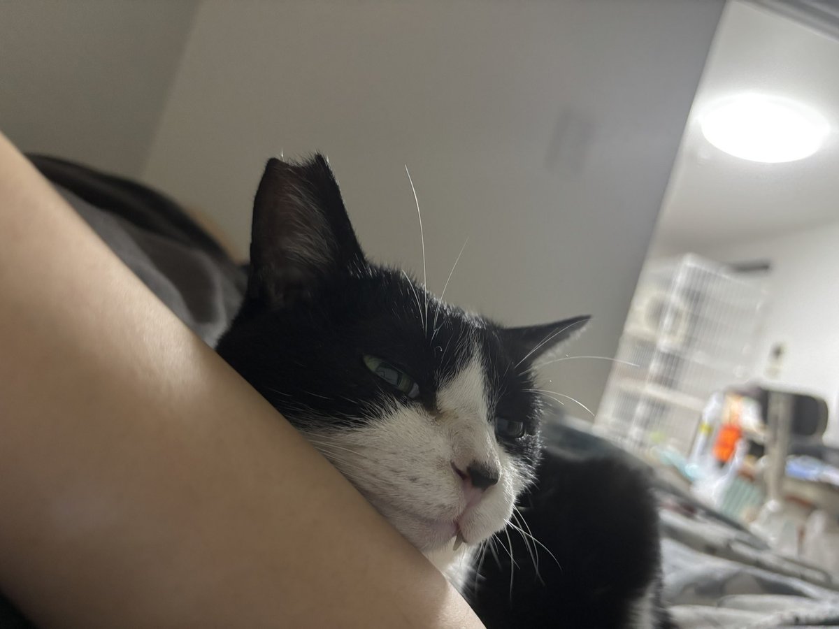 usa20208686's tweet photo. おはよう猫。今日も可愛いね。 https://t.co/Wp5mF6WpBG