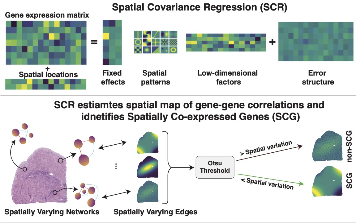 SatwikAcharyya's tweet photo. For spatial transcriptomics, we majorly talk about spatial map of gene expression. We are interested to estimate spatial maps of gene-gene correlations. To address this, we developed spatial covariance regression which enables identification of Spatially Co-expressed Genes (SCG). https://t.co/RxbrTEYkw3