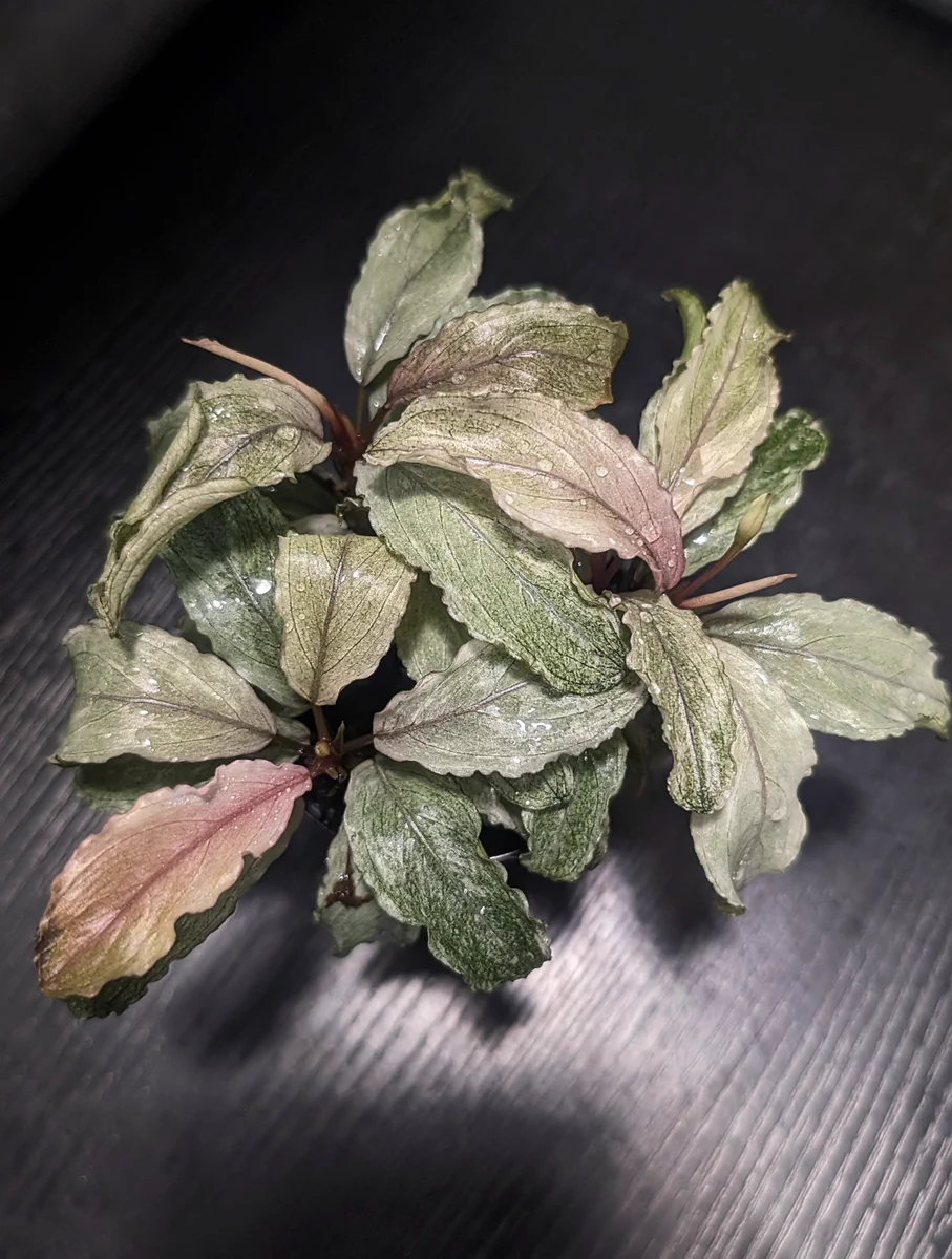 S*n様 Bucephalandra sp.”Pink variegata” 大 ありゅーあ on X: 