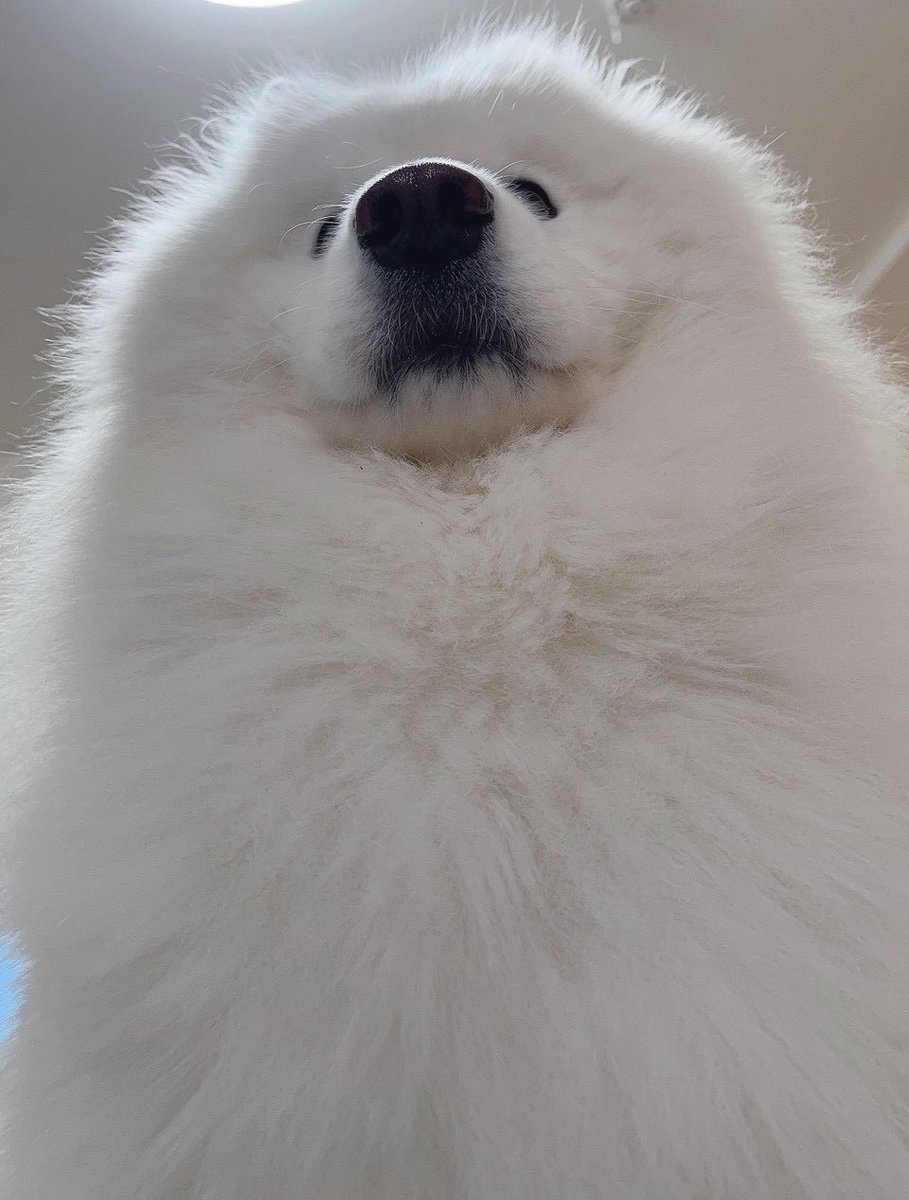 samoyed_dazs's tweet photo. サモエド、

「パパおきておきておきて（朝5時）」
「何………？水？ごはん？トイレ？」
「急に寂しくなってパパにモフモフして欲しいから起こした」

みたいな最幸の生き物なのでサモエドに全てを捧げられる人だけお迎えしてほしい https://t.co/MPmrC1Jzro