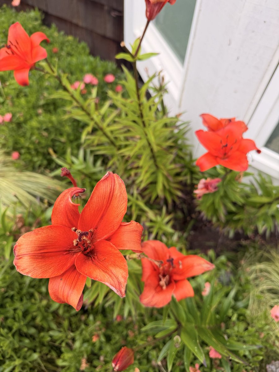 crayhoela1's tweet photo. Oregon’s #flowers 🌺 https://t.co/1Q36ZzUTgO