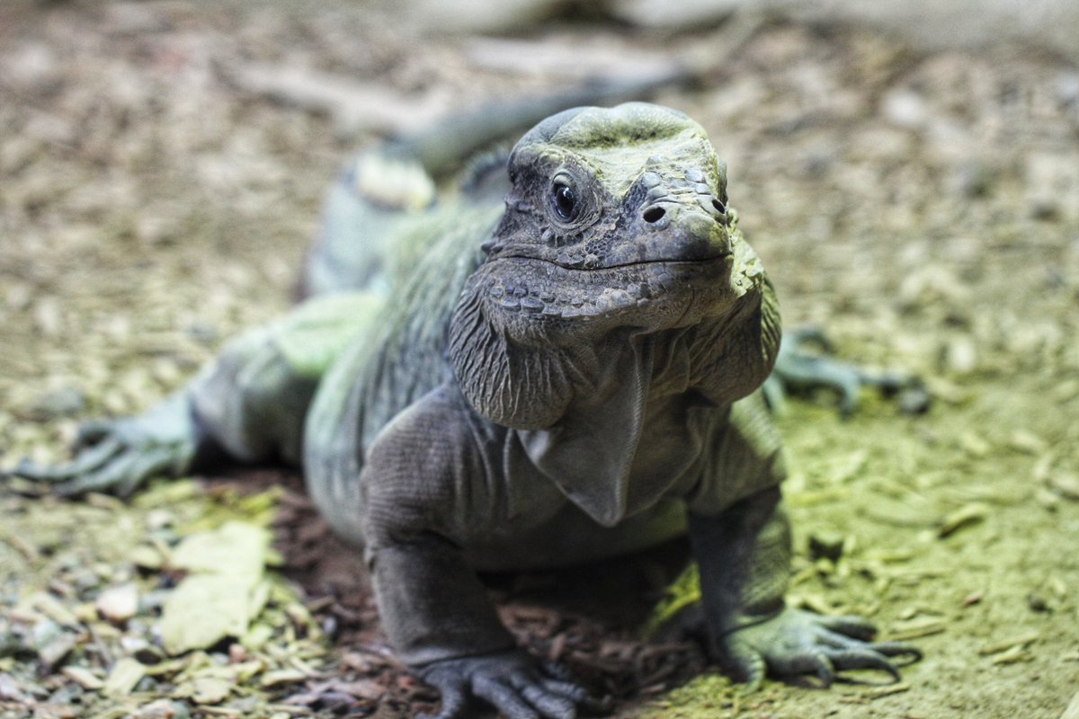 REX