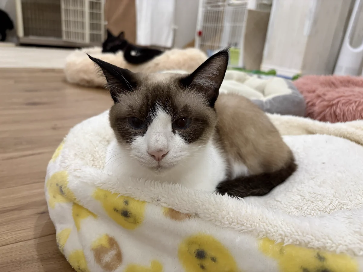 関東3店】譲渡型猫カフェ にゃんくる on X: 