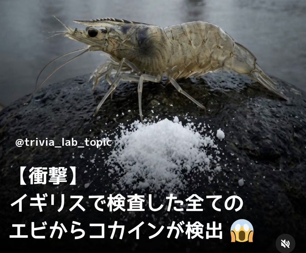 maiteru_j's tweet photo. イギリスのエビはキマる https://t.co/TNwq2BqATN