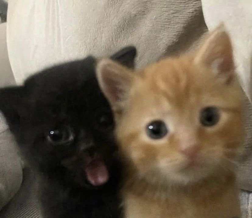 oyulvr's tweet photo. 🐈‍⬛🐈 https://t.co/22WGCVNkKq