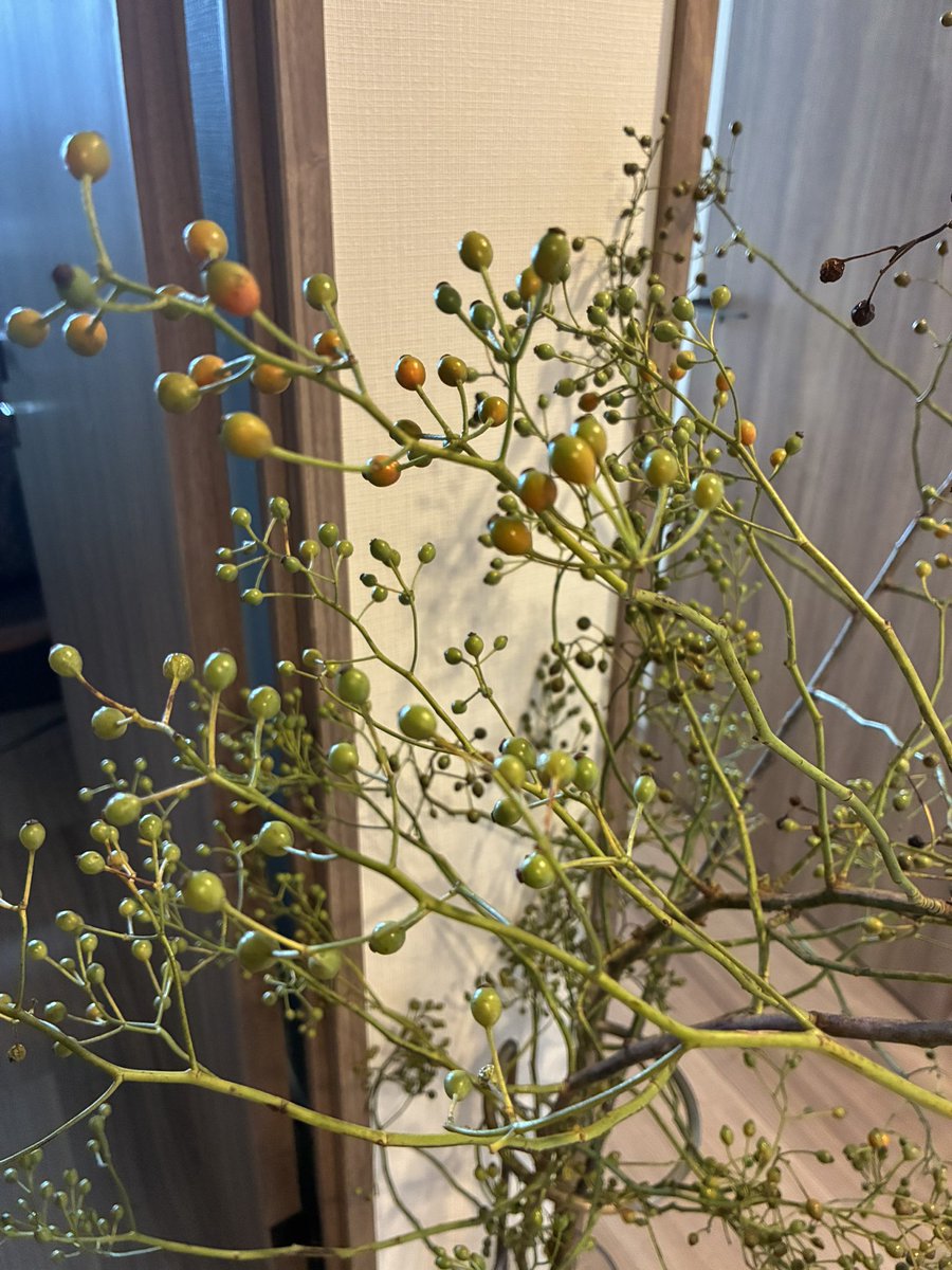 MikiIto3's tweet photo. 枝もの定期便が届きました。
あっという間の4週間。
今月は野薔薇です。
ちょっとやんちゃな枝ぶりです。 https://t.co/njG6mV6lLJ