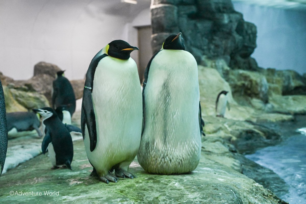 aws_official's tweet photo. ＼ コウテイペンギンの卵に新たないのち！🐧✨ ／

7/23に産卵した卵について3回の検卵を行った結果、「有精卵」であることと、卵内の胚が順調に発育していることを確認いたしました。

いのちが宿る確率約28%という難関を乗り越え、順調に育つと【9月末頃】に誕生する予定です✨

今回の有精卵のペアは、昨年誕生した「よよちゃん(E044)」の両親でもある「パパ(E005)」と「ママ(E014)」！
現在は親鳥から大切に卵を預かり、孵卵器の中で温めながら見守っています。

また、今シーズンは現在までに計7卵の産卵を確認（※自然繁殖と並行して人工授精も実施）。
有精卵は2卵確認されており、もう1卵も確実な判定に向けて継続的に発育状況を確認しています。

新たな生命の誕生を、温かく見守っていただけますと幸いです🌿

▽詳しくはこちら
https://t.co/V7SeUGxgqg