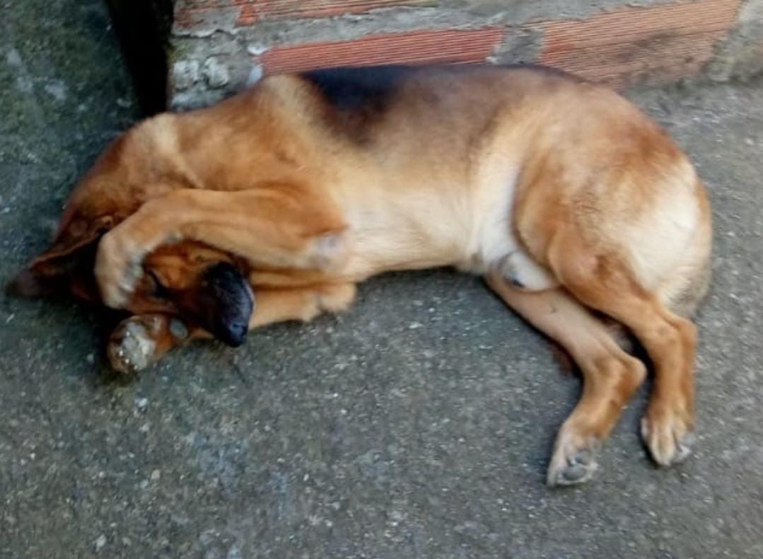 stivencc25's tweet photo. Algo hoy me recordó a mi hermoso T.H 🐕
🪽 https://t.co/UsYYeYS4gY