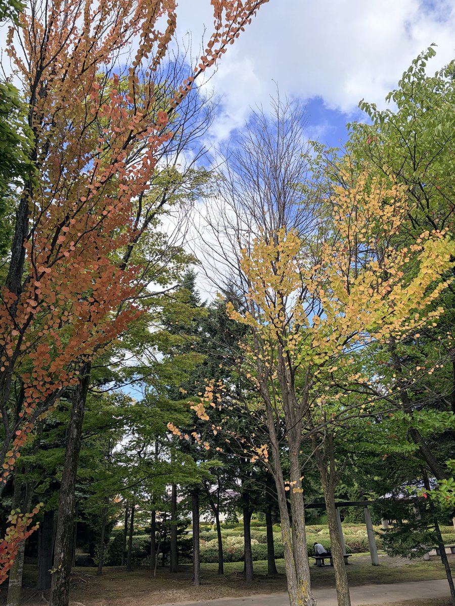 Ototsui008's tweet photo. 信じられないかもしれませんが、札幌市内では既に紅葉が始まっており、お年寄り宅ではストーブを付けて過ごしている人もいます。。

現場からは以上です😇 https://t.co/B95UXftqnv