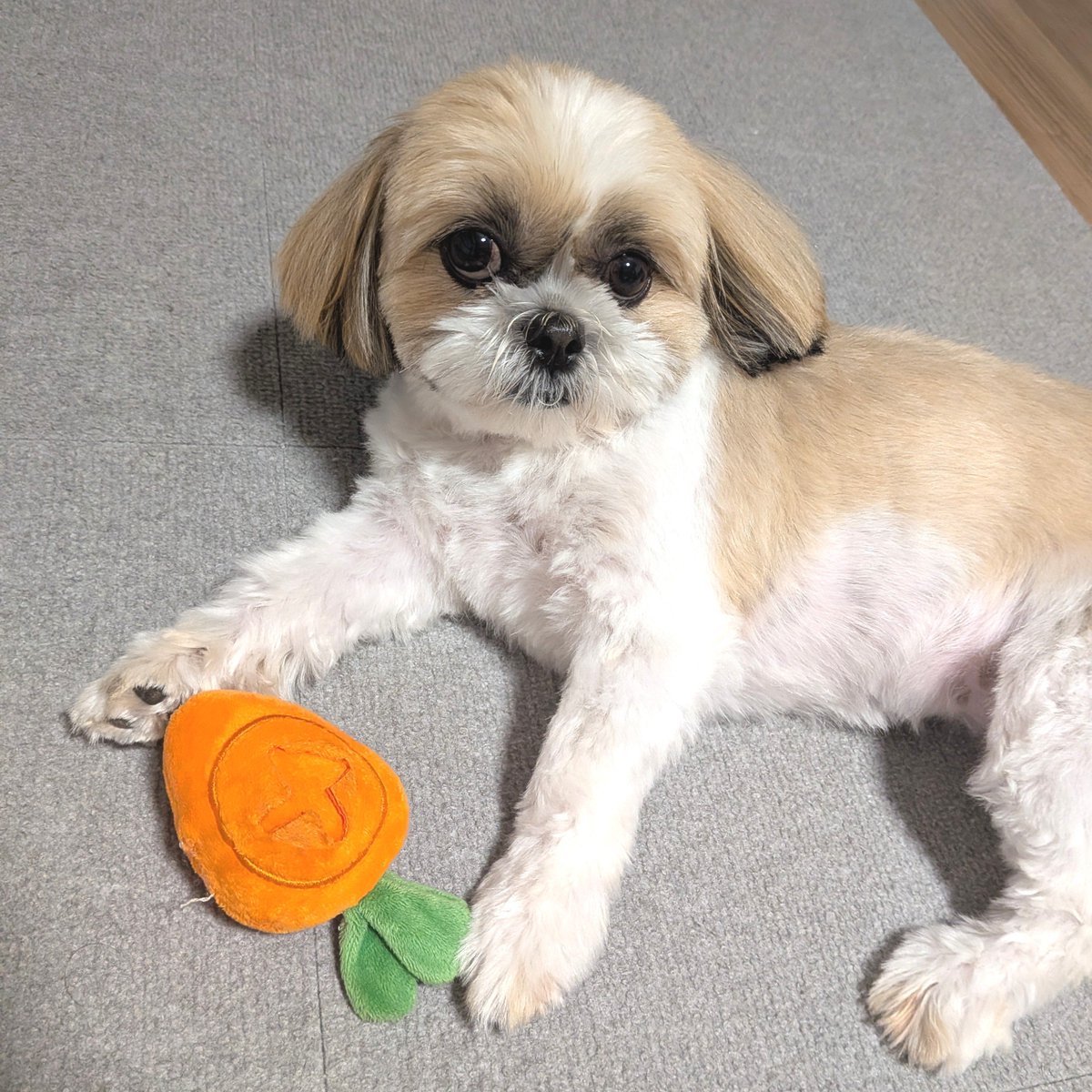luck_the_dog's tweet photo. 長さを測ってくれるけれど

#loveyouanyway_
#それでも好き_
#shihtzu
#シーズー https://t.co/ElK7FeSSqh