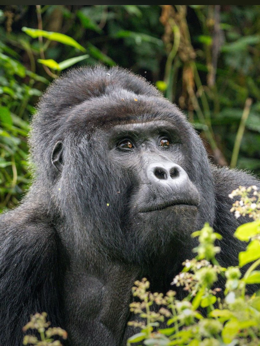 akasu5598's tweet photo. Good morning from Uganda the pearl of Africa 
#VisitUganda
#ExploreUganda https://t.co/1knE3dH9cO