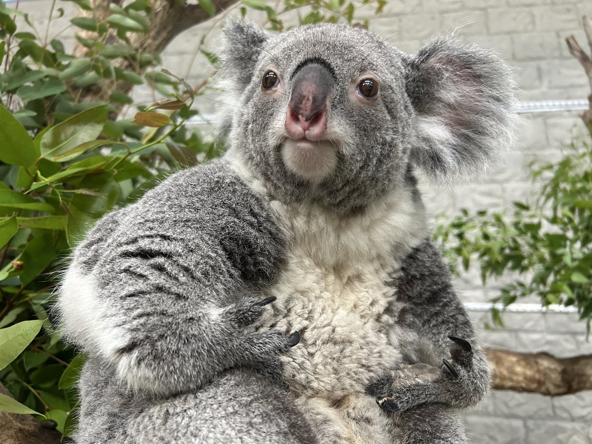 englandhill_zoo's tweet photo. @(・●・)@
#コアラ #こまち https://t.co/6LrbMs2O6H