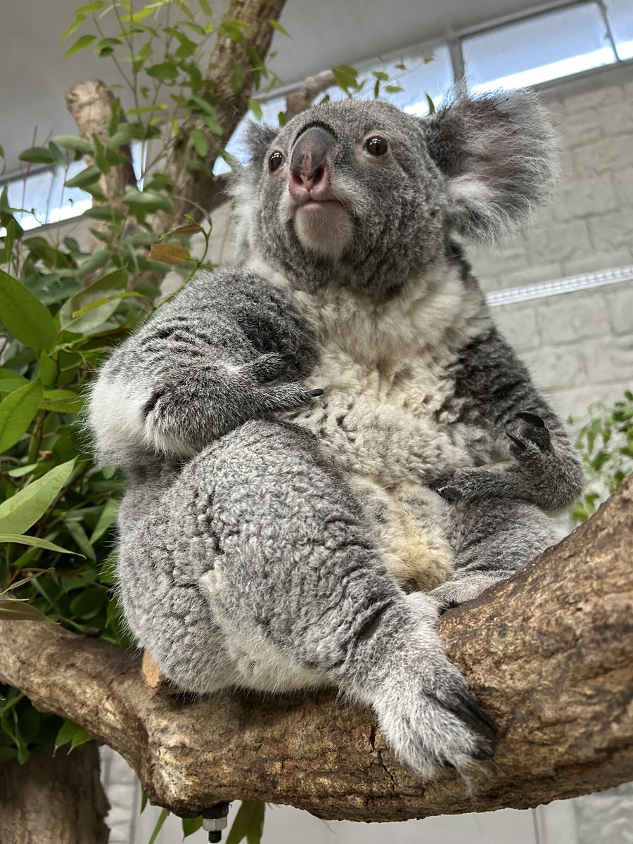 englandhill_zoo's tweet photo. @(・●・)@
#コアラ #こまち https://t.co/6LrbMs2O6H