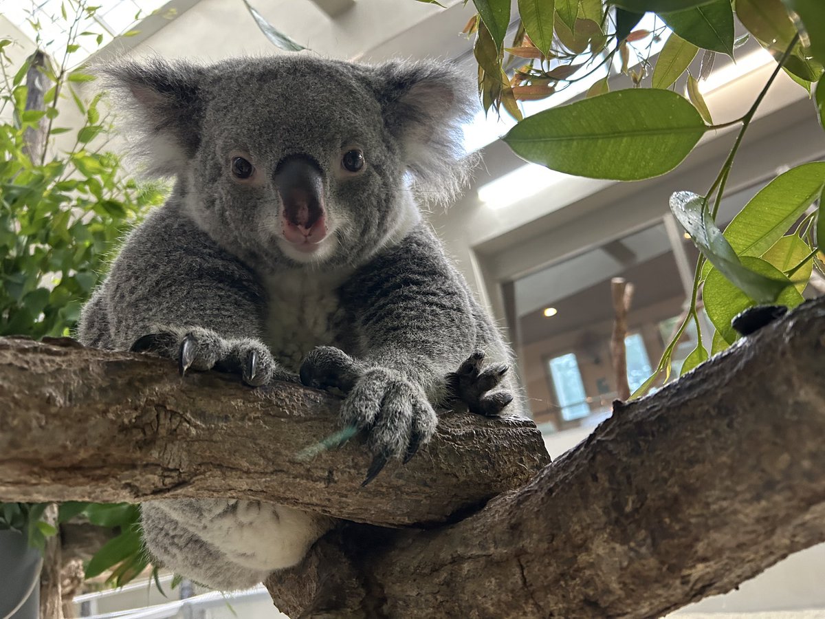 englandhill_zoo's tweet photo. @(・●・)@
#コアラ #こまち https://t.co/6LrbMs2O6H