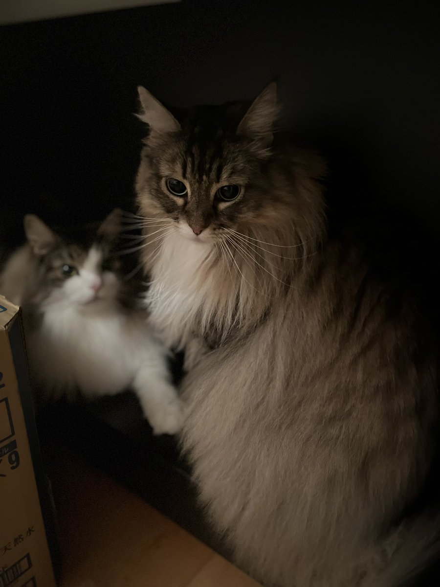 NFC873's tweet photo. 電子ピアノ🎹の下に潜り込んだオスロくんとハンナさん🐱💕
#ノルウェージャンフォレストキャット #猫のいる暮らし https://t.co/M1GN2NbyDO