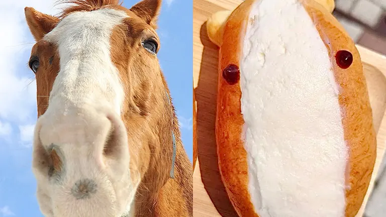 cocoarini's tweet photo. Oken Bruce Lee (Jungle Pocket x Silver Joy (Silver Deputy)), winner of the 2008 Kikuka Sho, has sadly passed away today due to pneumonia.

Thank you for everything, Acho-kun. I will always think of you whenever I eat a cream-filled koppe-pan... 🐴🥖🧡✨ https://t.co/ZjdUnKT9DC