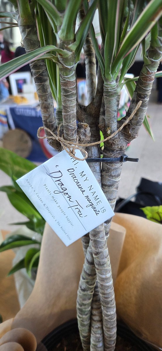 yorudan's tweet photo. Today was dragging until I won heaps of plants at plant bingo. 

Beautiful additions to breathe in the CO2 that Dez, my sourdough starter, pumps out~

#adobelife https://t.co/9ZazrsqnMP