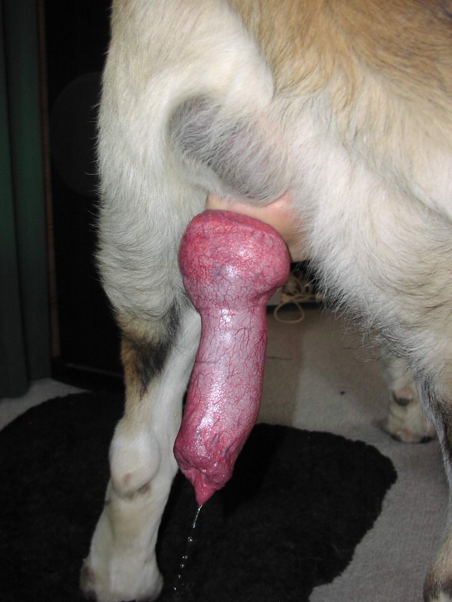 WhiteSwanbd's tweet photo. Sure You might love to see a lot that I got probably if you okay with seeing us getting knotted subscribe to my channel 👇👇
https://t.co/I77lfFzHbA

#artofzoo #zootwt #zoophille
#zoopositivity #zoopride #zoophillia #dogknot
#USA https://t.co/RDylfz6ZDo